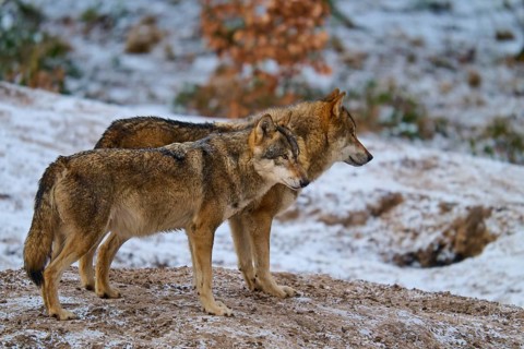 Two wolves standing next to each other in the snow with a snowy forest in the background, Winter,