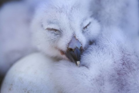 Snowy Owl (Bubo scandiacus) juvenile, Alaska, USA