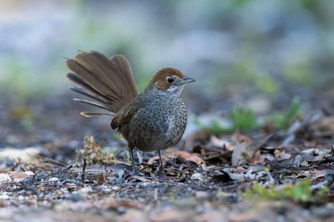 Rufous Bristlebird (Dasyornis broadbenti) perched on the ground, Victoria, Australia