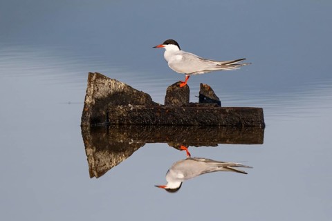 Common Tern (Sterna hirundo), Greece