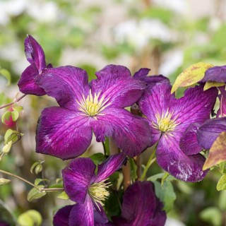 Clematis (Clematis 'Jackmanii Purpurea'), Späth Nursery, Germany