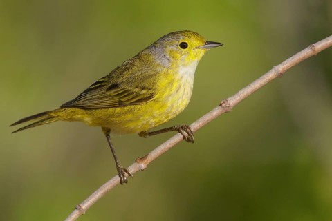 Yellow Warbler (Setophaga petechia) perched on a branch in Cuba