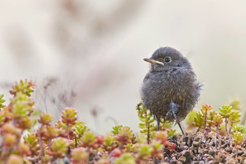 Black Redstart (Phoenicurus ochruros) juvenile, Bavaria, Germany