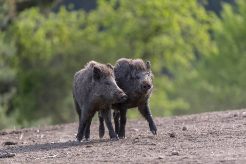 Two young wild boar or wild pig (Sus scrofa), play fighting on an opening, with a green forest in