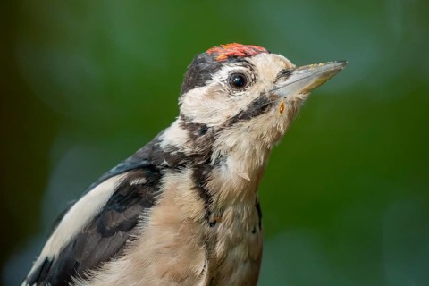 Great Spotted Woodpecker (Dendrocopos major) juvenile, Lower Saxony, Germany