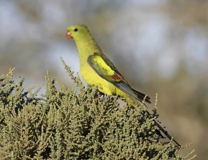 Regent Parrot (Polytelis anthopeplus) female, Victoria, Australia
