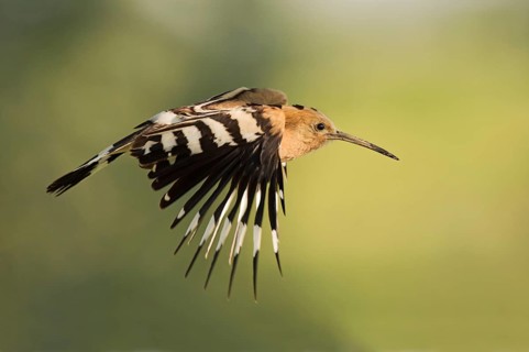 Eurasian Hoopoe (Upupa epops) flying, Lombardy, Italy