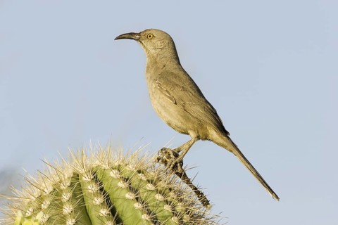 Curve-billed Thrasher (Toxostoma curvirostre), Arizona, USA