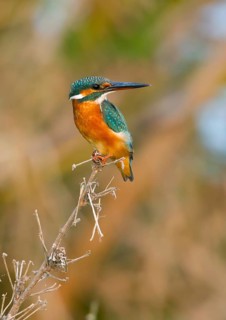 Common Kingfisher (Alcedo atthis) perched on dry branch, Phetchaburi, Thailand