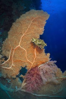 Giant fan coral (Annella mollis)