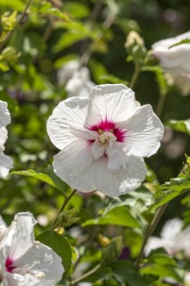 Garden marshmallow (Hibiscus syriacus CHINA CHIFFON), Anchers Havecenter, Ellerhoop-Thiensen,