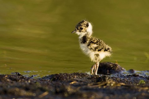 Northern Lapwing (Vanellus vanellus) juvenile, Lower Saxony, Germany