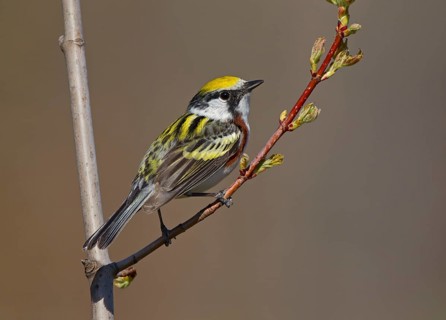 Chestnut-sided Warbler (Setophaga pensylvanica) male, Michigan, USA