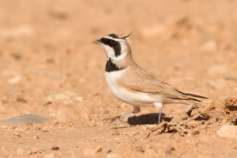 Temminck's Lark (Eremophila bilopha) male, Morocco