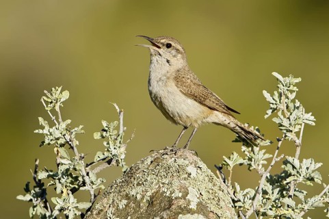 Rock Wren (Salpinctes obsoletus) singing, California, USA
