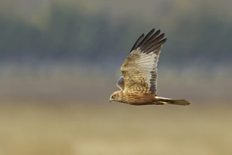 Western Marsh Harrier (Circus aeruginosus) flying, Rhineland-Palatinate, Germany