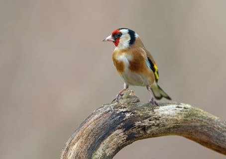 Goldfinch, goldfinch, (Carduelis carduelis), biotope, habitat, foraging, perch, Worms,
