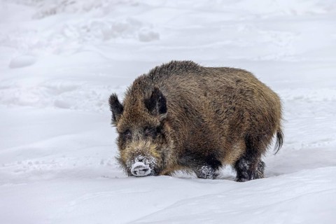 Wild boar (Sus scrofa) big sow foraging in deep snow in winter