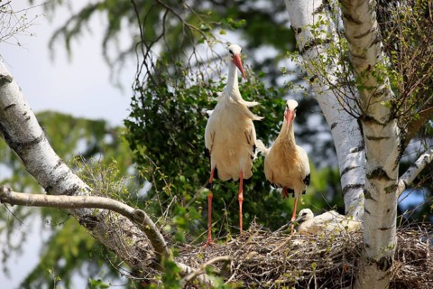White stork, (Ciconia ciconia), two white storks with chicks in the nest, Baden-Württemberg,