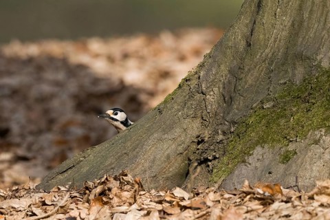 A great spotted woodpecker (Dendrocopos major) looks out from behind a tree, surrounded by autumn