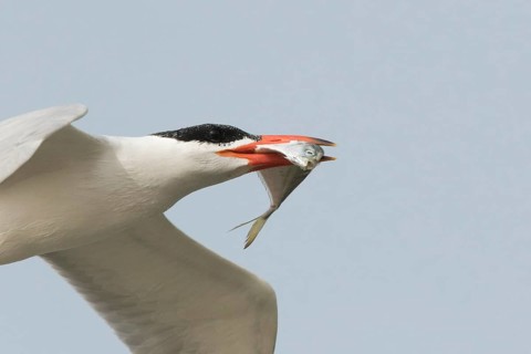 Caspian Tern (Hydroprogne caspia) flying with fish in beak, Gambia