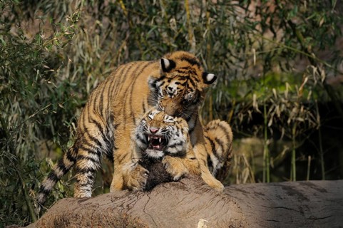 Two small tigers wrestle with each other, showing their wild nature, Siberian tiger (Panthera