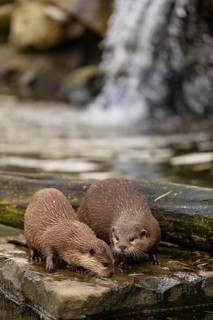 Two oriental small-clawed otter or Asian small-clawed otter (Aonyx cinerea), standing on a rock