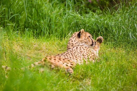 A cheetah (Acinonyx jubatus) lies in the high green grass and cleans its fur