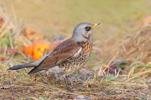 Fieldfare (Turdus pilaris), adult bird foraging on forest floor, wildlife, thrushes, winter, nature