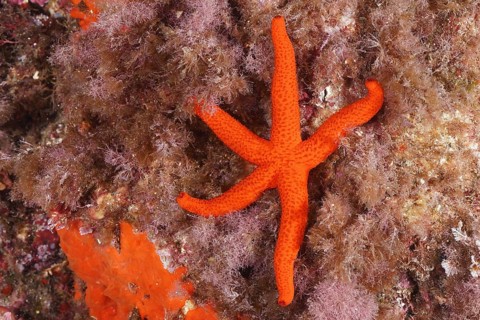 A red starfish (Echinaster sepositus) lying on seaweed in the sea, dive site Sec de la Jeaune