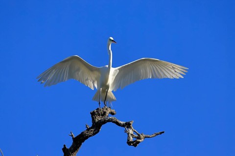 Great Egret (Ardea alba), adult, perch, wings spread, St. Augustine, Florida, USA, North America