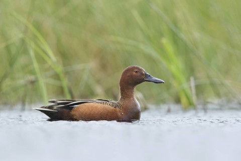 Cinnamon Teal (Spatula cyanoptera) male, British Columbia, Canada