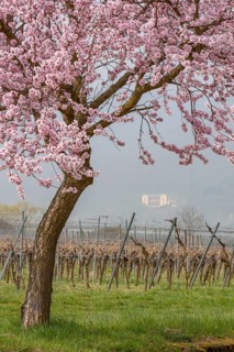 Almond tree blossom on the Villastrasse, in the background Villa Ludwigshöhe Castle, Edenkoben,