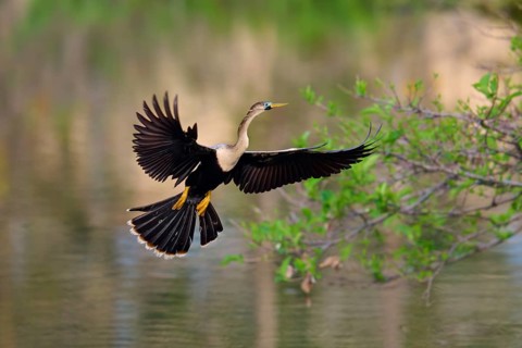 American Darter (Anhinga anhinga), approaching in spring, Wakodahatchee Wetlands, Delray Beach,