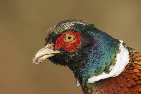 Common Pheasant (Phasianus colchicus) male, Utrecht, Netherlands