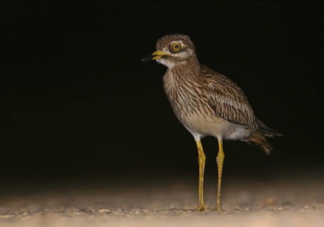 Eurasian Stone-curlew (Burhinus oedicnemus), Vila Franca de Xira, Portugal