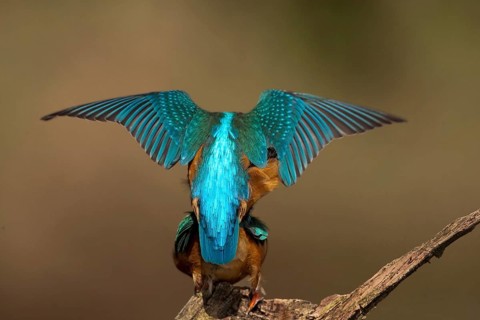 Common Kingfisher (Alcedo atthis) pair mating, Saxony-Anhalt, Germany