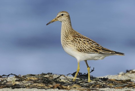 Pectoral Sandpiper (Calidris melanotos), British Columbia, Canada
