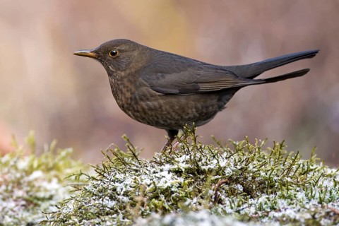 Common Blackbird (Turdus merula) female, Saxony-Anhalt, Germany