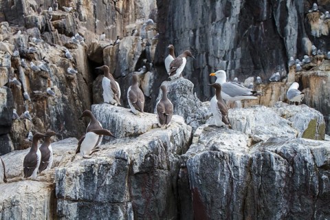 Common Murre (Uria aalge) colony on cliff, Farne Islands, United Kingdom