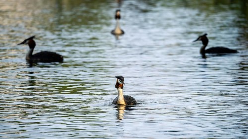 Great Crested Grebe (Podiceps cristatus) in Lake Alexandrina. Canterbury, South Island, New Zealand