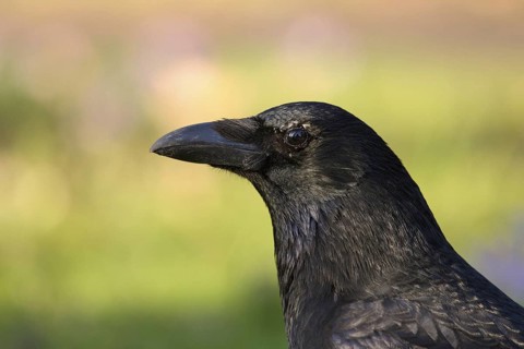 Carrion Crow (Corvus corone), North Rhine-Westphalia, Germany