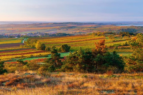 Vineyards at sunrise in Retz, Lower Austria