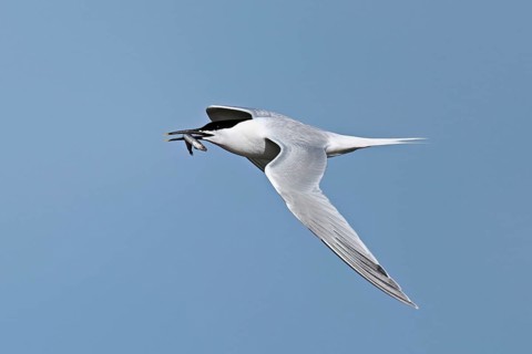 Sandwich tern (Sterna sandvicensis) in flight with fish in its beak, Texel, West Frisian Islands,