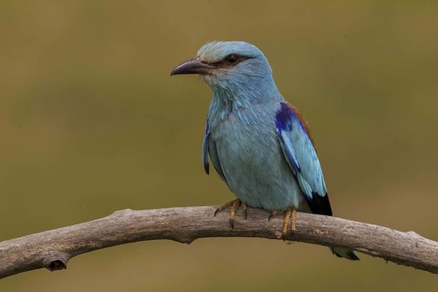 European Roller (Coracias garrulus) male, Hajdu-Bihar, Hungary