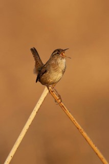 Marsh Wren (Cistothorus palustris) singing, British Columbia, Canada