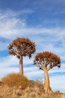Quiver trees, Namibia
