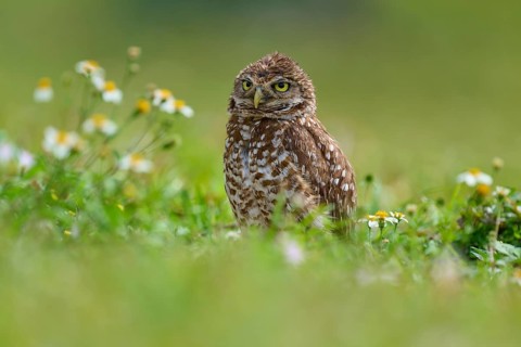 Burrowing owl (Speotyto cunicularia), sitting in a meadow and observing the surroundings, Pembroke