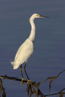 Snowy Egret (Egretta thula), Florida, USA
