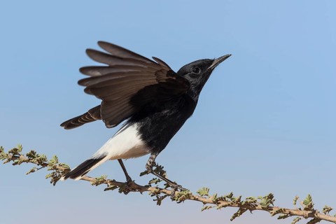 White-crowned Wheatear (Oenanthe leucopyga) juvenile, Eilat, Israel